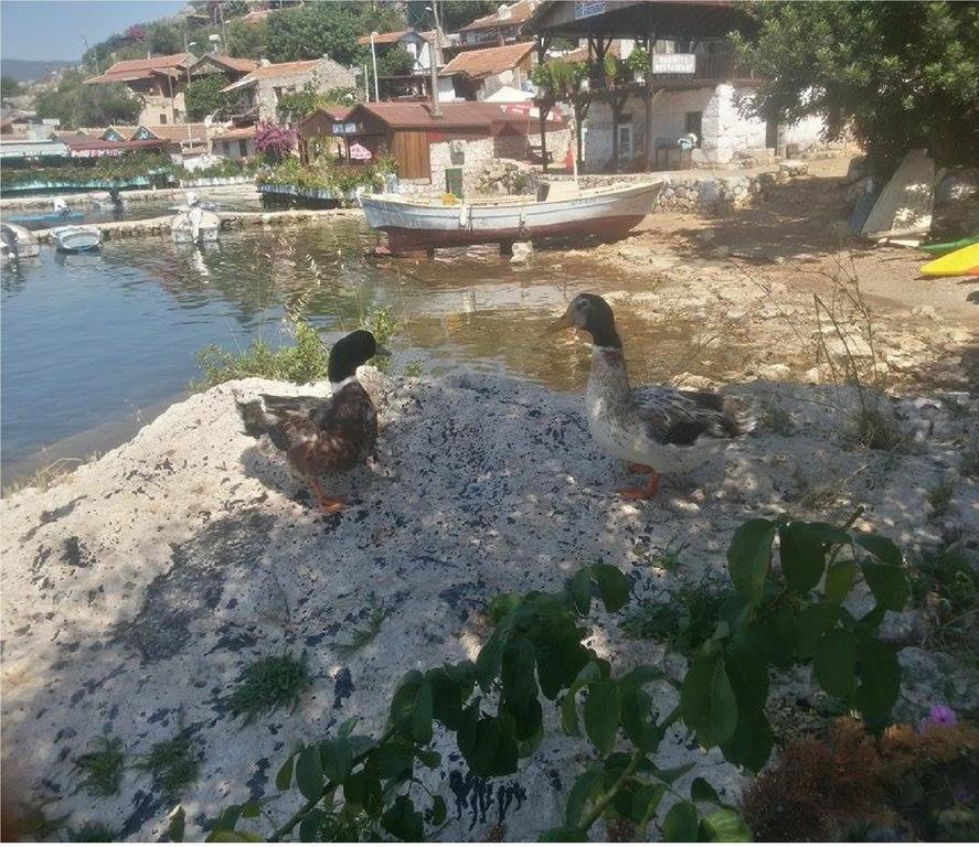 Kaleucagız Sahil Pension מראה חיצוני תמונה